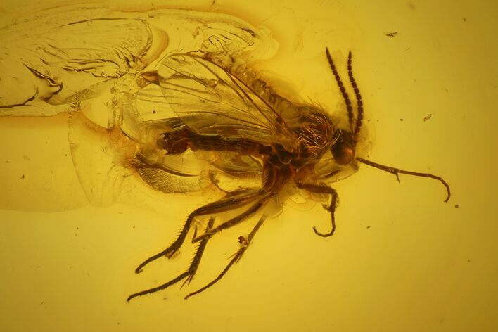 Detailed Fossil Fly (Mycetophilidae) In Baltic Amber #163465
